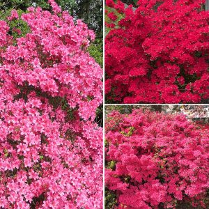 Rhododendrons (Japanese Azalea) 3 X 9Cm