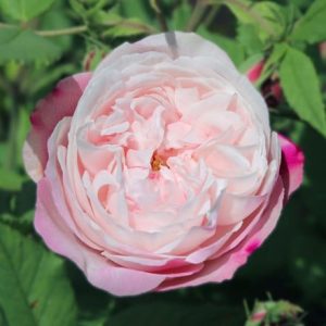 Rosa Madame Pierre Oger