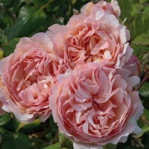 Rosa Princesse Charlene de Monaco ('Meidysouk')