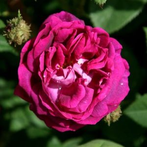 Rosa William Lobb