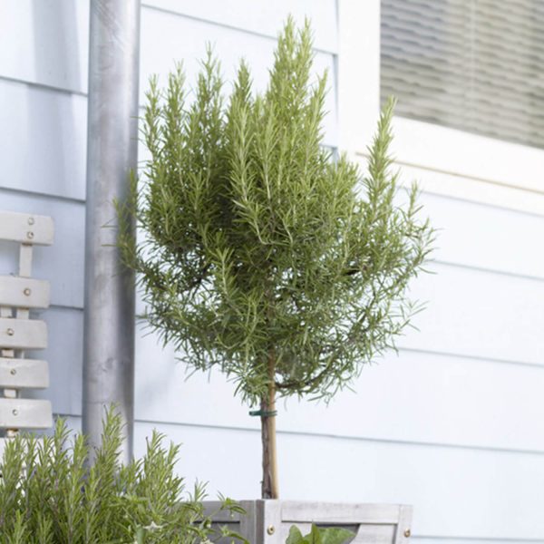 Rosemary Standard Tree