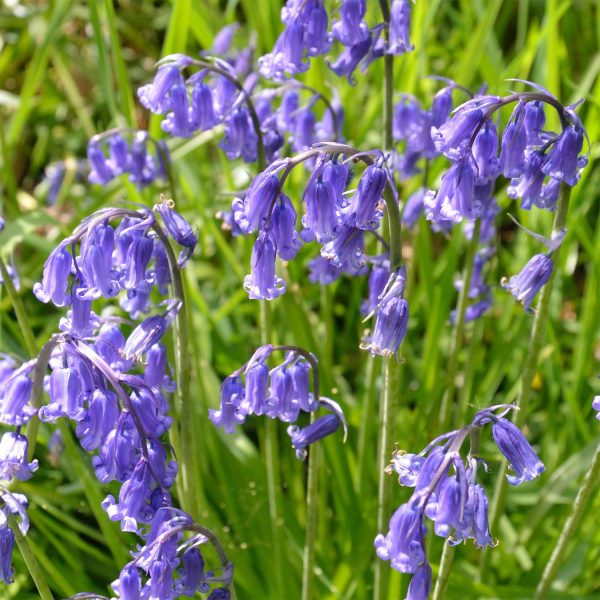 Scilla Nutans 20 Bulbs