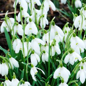 Snowdrops (Galanthus Nivalis) - 30 Bulbs