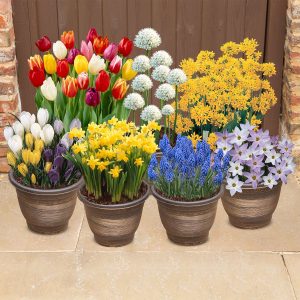 Spring Flowering Bulbs Collection - 300 Bulbs