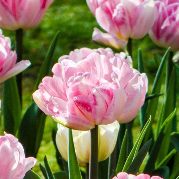 Tulip 'Double Pink' - 20 Bulbs