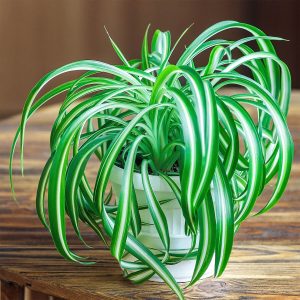 Variegated Spider Plant - Chlorophytum Comosum Varigated