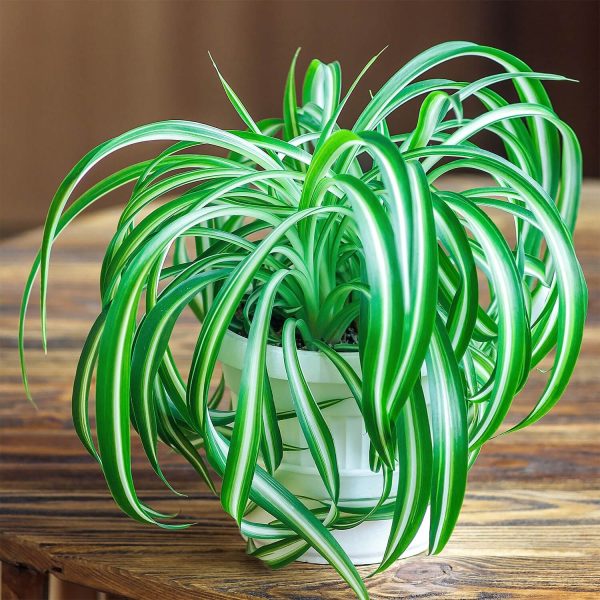 Variegated Spider Plant - Chlorophytum Comosum Varigated