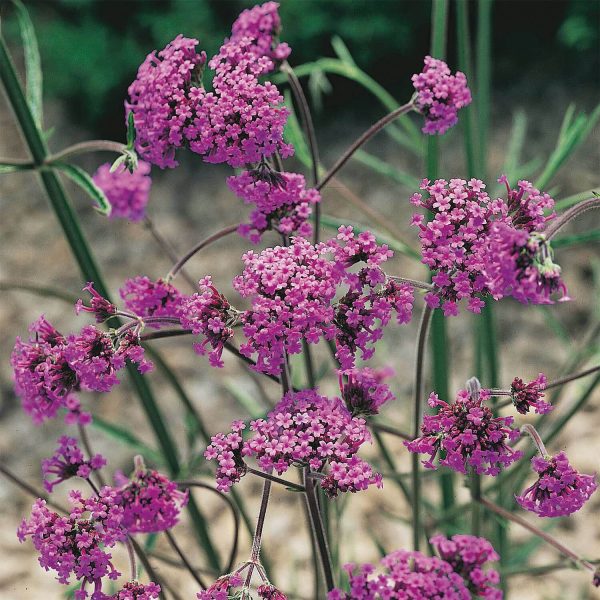 Verbena Bonariensis (3 X 9Cm Pots)