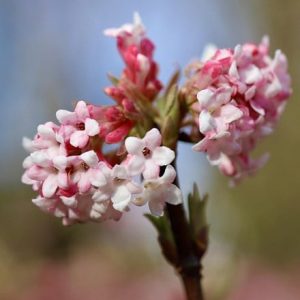 Viburnum farreri December Dwarf