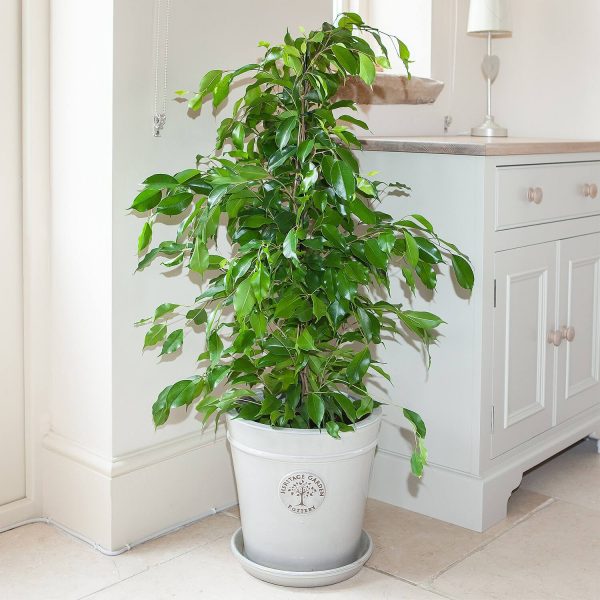 Weeping Fig - Ficus Benjamina (Approx 90Cm)