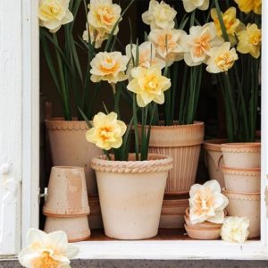 Woven edge plant pot & saucer - terracotta