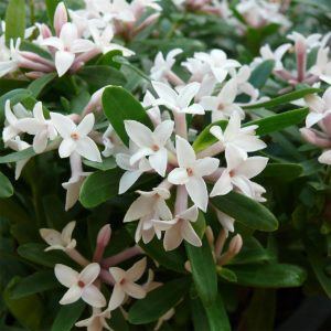 Daphne Eternal Fragrance (13Cm Pot)