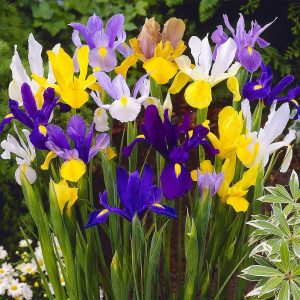 Dutch Iris Bulbs Spring Flowering 100 Bulbs