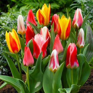 Early Flowering Short Tulip Mix 50 Bulbs