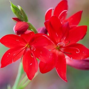 Hesperantha coccinea Cindy Towe