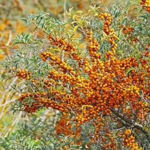 Hippophae rhamnoides