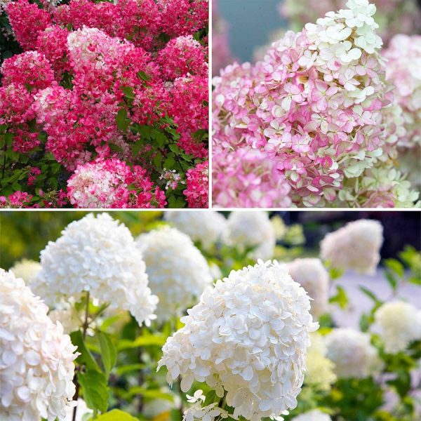 Hydrangea Paniculata Collection 3 X 9Cm