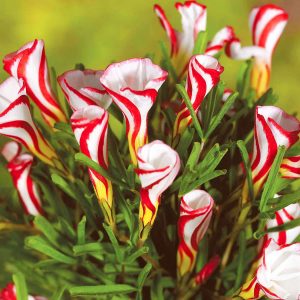 Oxalis Versicolour Candy Cane Sorrel 10 Bulbs