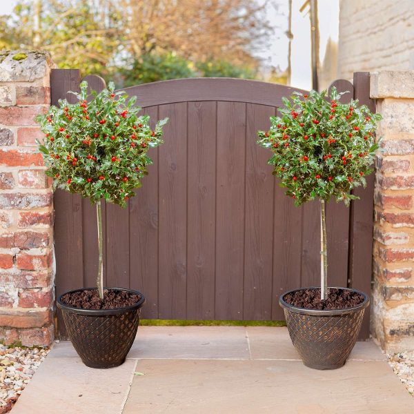 Pair Of Holly Tree Standards With Gold Effect Plastic Planters