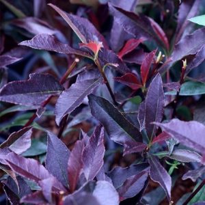 Photinia Blackberry Gem