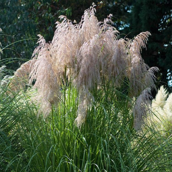 Pink Pampas Grass - Cortederia Selloana Rosea (2 X 9Cm Pots)