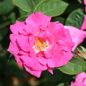 Rose Zephirine Drouhin Climbing 3L Potted