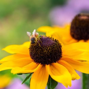 Rudbeckia 'Goldsturm' (3 X 9Cm Pots)