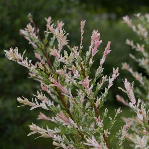 Salix Flamingo Bush (3L Pot)