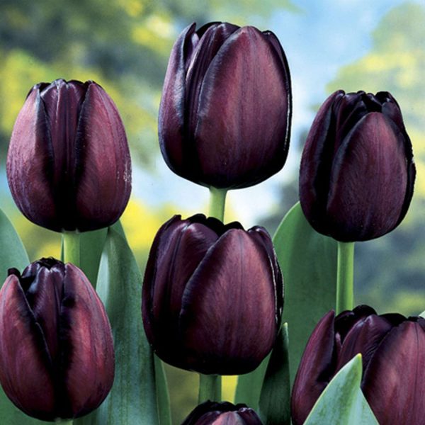 Tulip 'Queen Of The Night'- 20 Bulbs