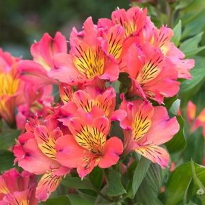 Alstroemeria Valley Girl ('Tesvalgirl') (Summer Paradise - Valley Series)