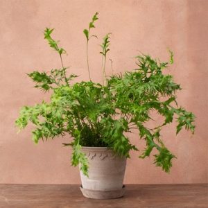 Asplenium Hawaiian Sunshine