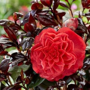 Camellia japonica Femme Fatale