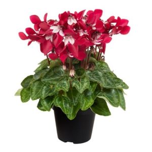 Cyclamen Djix Wine Red