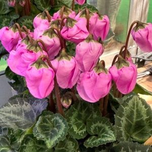 Cyclamen Wind Bell