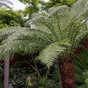 Dicksonia antarctica