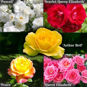 Glamour Rose Collection 5 multiple award-winning varieties