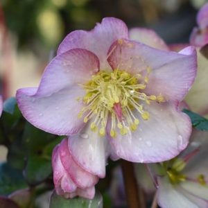 Helleborus HGC Ice 'N' Roses Early Rose ('Coseh 4000') (PBR)