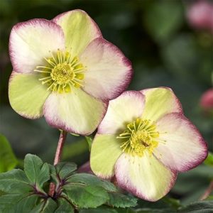 Helleborus HGC Ice N' Roses Frosted Rose ('Coseh 6300') (PBR) (Ice N' Roses Series)