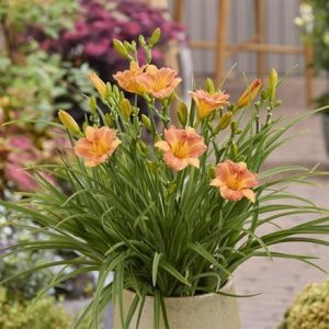 Hemerocallis Stella Tangerine (PBR)