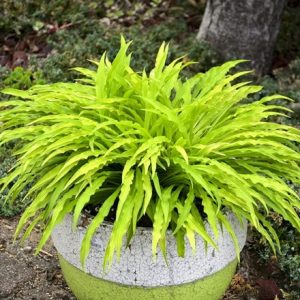 Hosta Party Streamers (PBR)