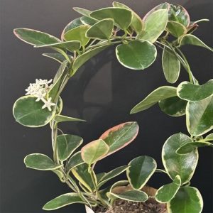 Hoya Suzie Q