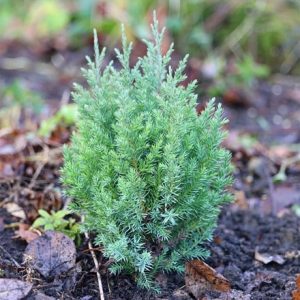 Juniperus chinensis Pyramidalis