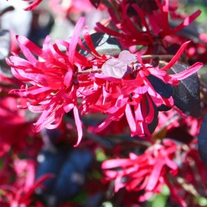 Loropetalum 'Black Pearl' (15Cm Pot)