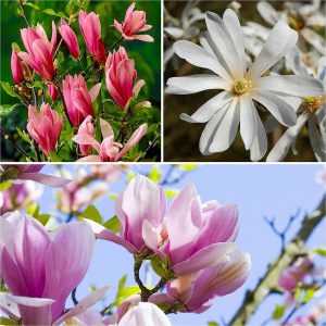 Magnolia Collection 9Cm - Set Of 3