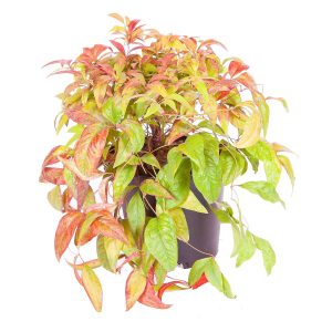 Nandina 'Fire Power' (2L Pot)