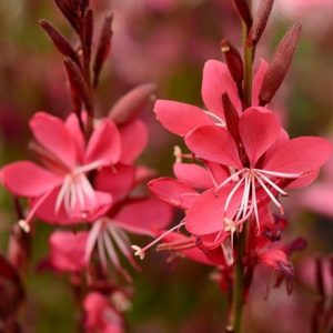 Oenothera lindheimeri Whiskers Deep Rose