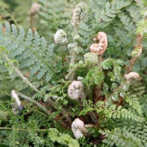 Polystichum setiferum (Divisilobum Group) Herrenhausen