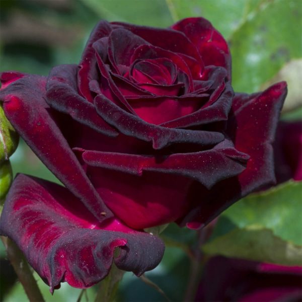 Rose 'Black Baccara' (Bare Root)