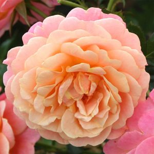 Rose Of The Year 2023 - Climbing Rose 'Peach Melba' (Bare Root)