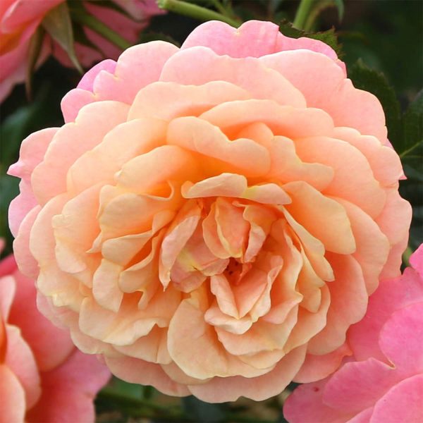 Rose Of The Year 2023 - Climbing Rose 'Peach Melba' (Bare Root)